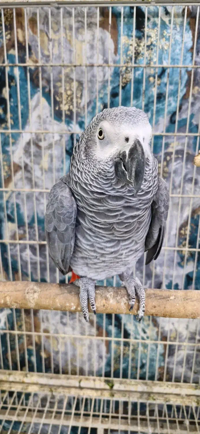 کاسکو دستی|پرنده|کرج, گوهردشت|دیوار