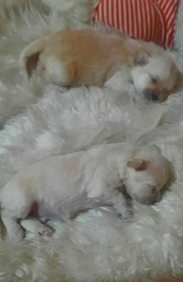 توله پودل|سگ|شاهین‌شهر, شهرک پردیس|دیوار