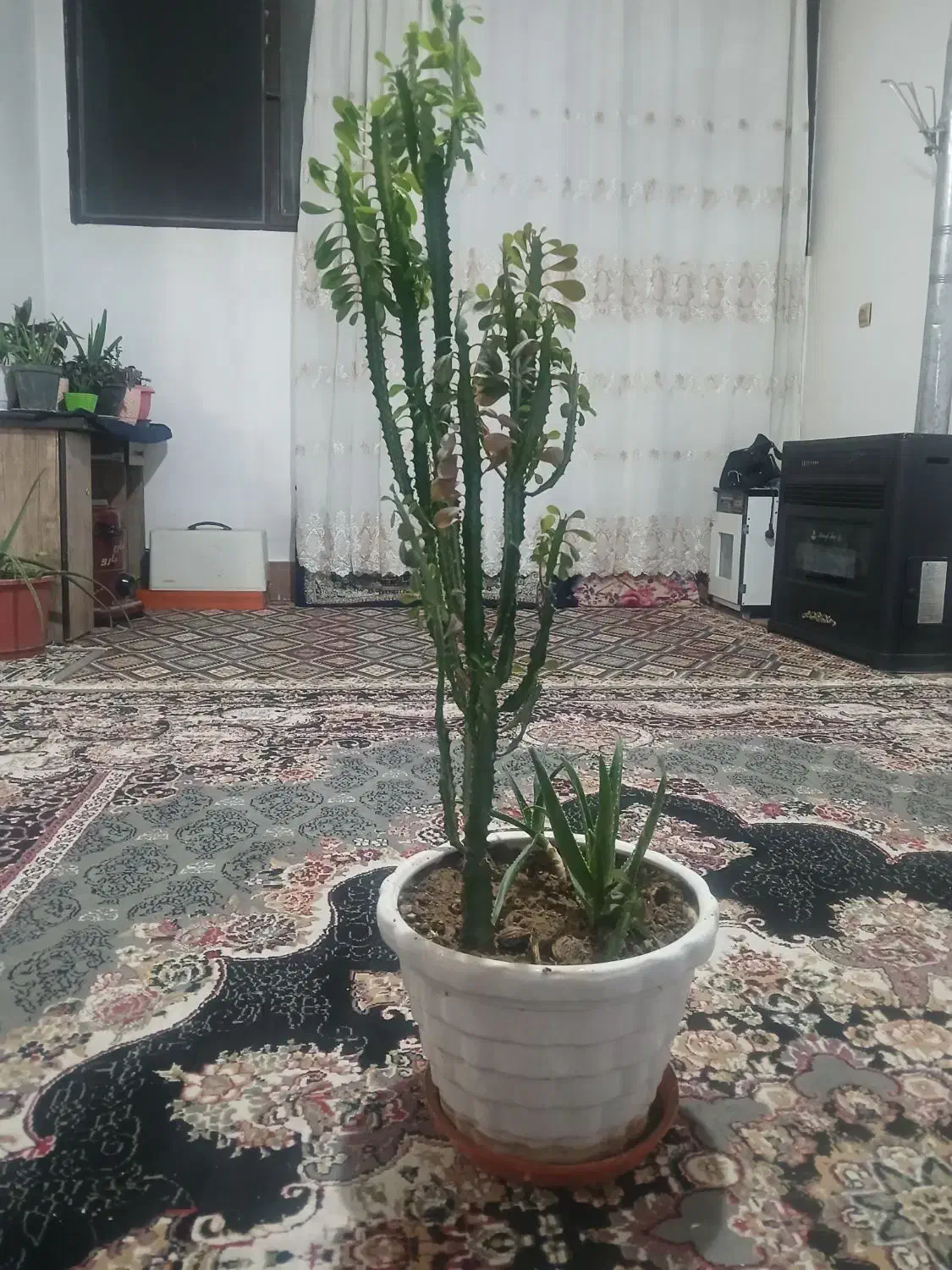 گل طبیعی آپارتمانی|گل و گیاه طبیعی|خمینیشهر, |دیوار