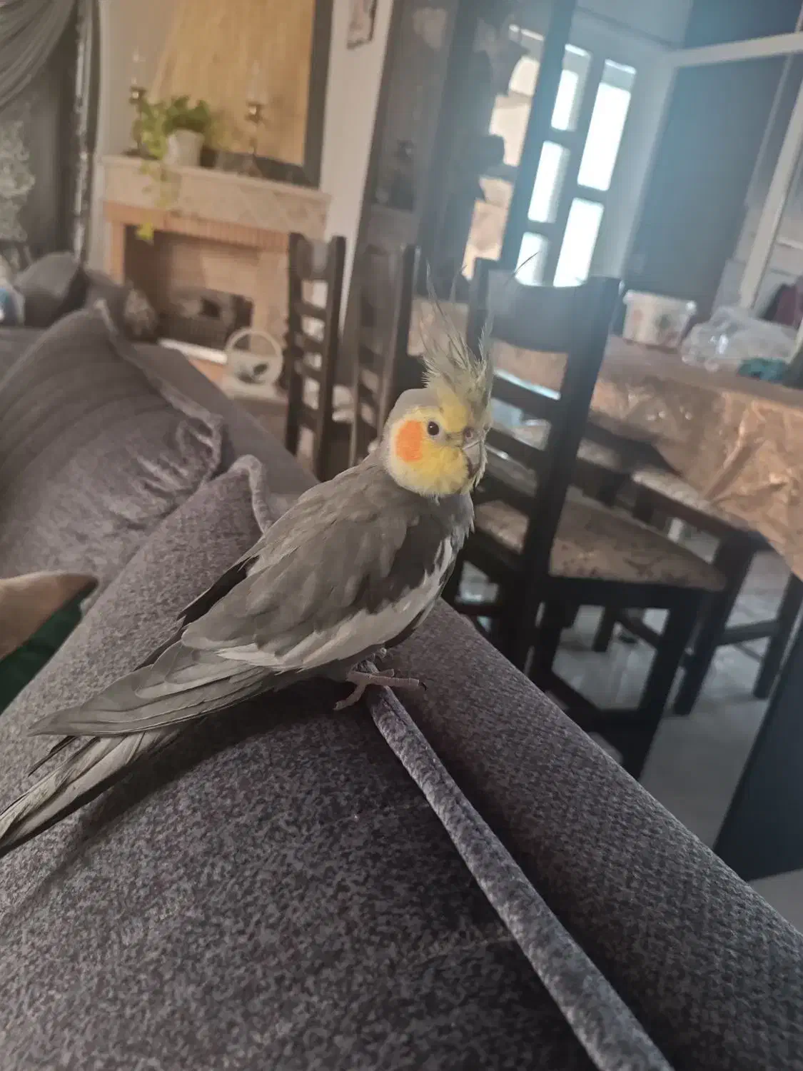 عروس هلندی رام و اهلی و خانگی|پرنده|کتالم و سادات شهر, |دیوار