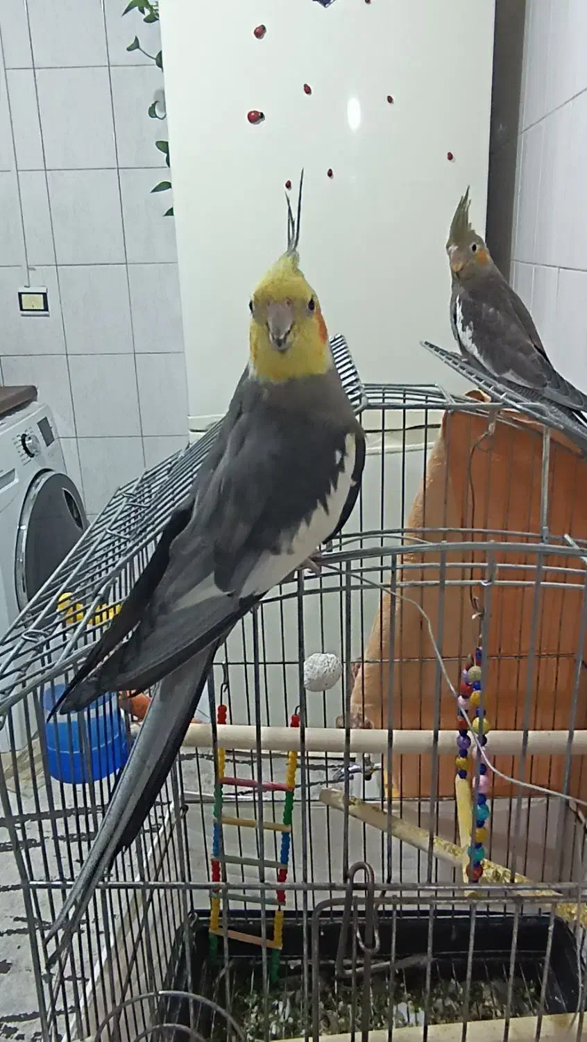 عروس هلندی یک جفت و دو تا جوجه هفت ماهه|پرنده|تهران, درکه|دیوار