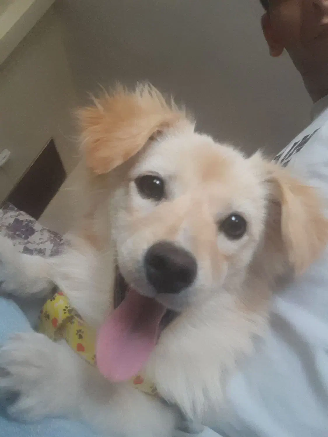 سگ اشپیتز ماده|سگ|اندیشه, شهرک صدف|دیوار