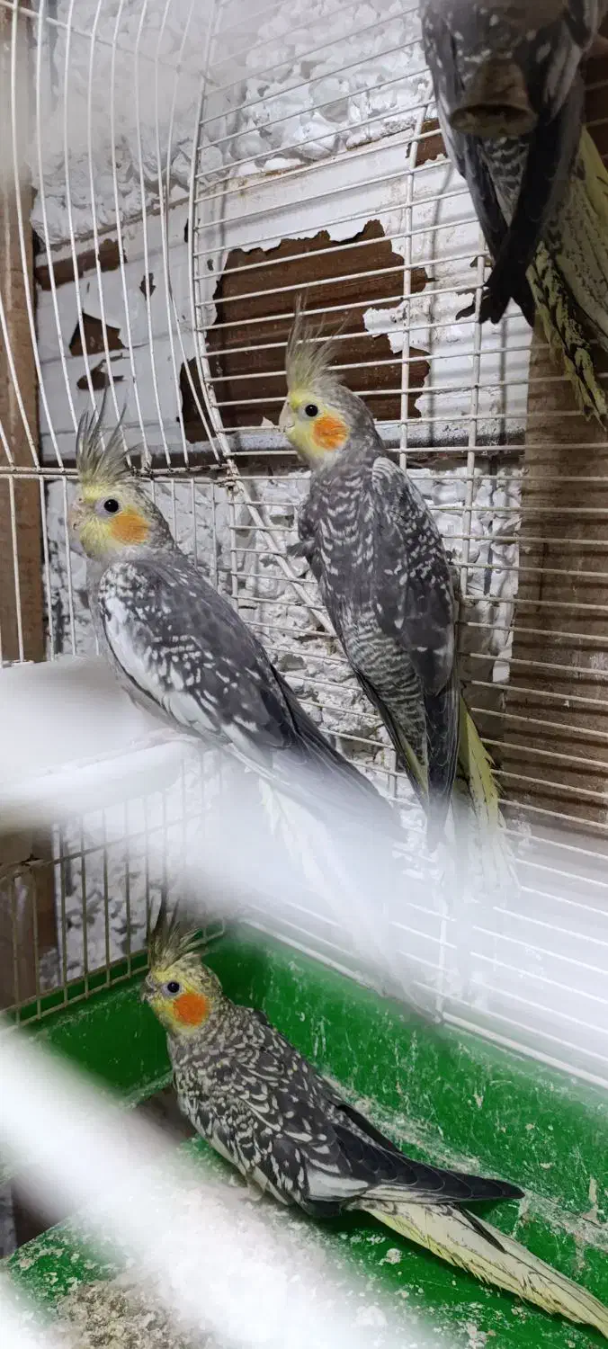 پرنده عروس هلندی|پرنده|سیاهکل, |دیوار