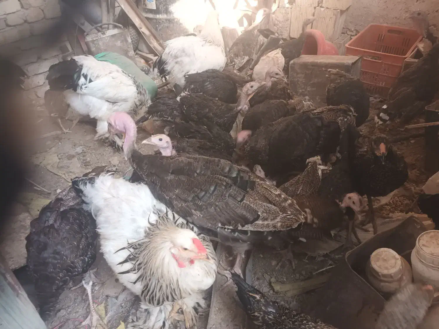 بوقلمون، برهماومرغوخروس|حیوانات مزرعه|دشتابی, |دیوار