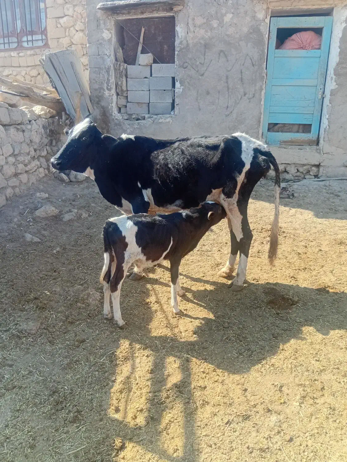 گوساله با گاو|حیوانات مزرعه|ابرکوه, |دیوار