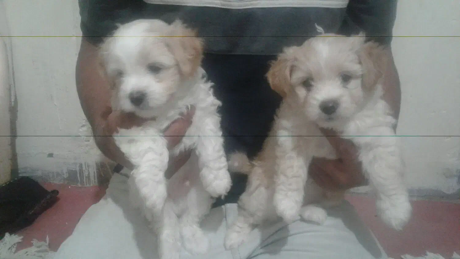 توله یورگ شایر تریر|سگ|پاکدشت, پاکدشت (مامازند)|دیوار