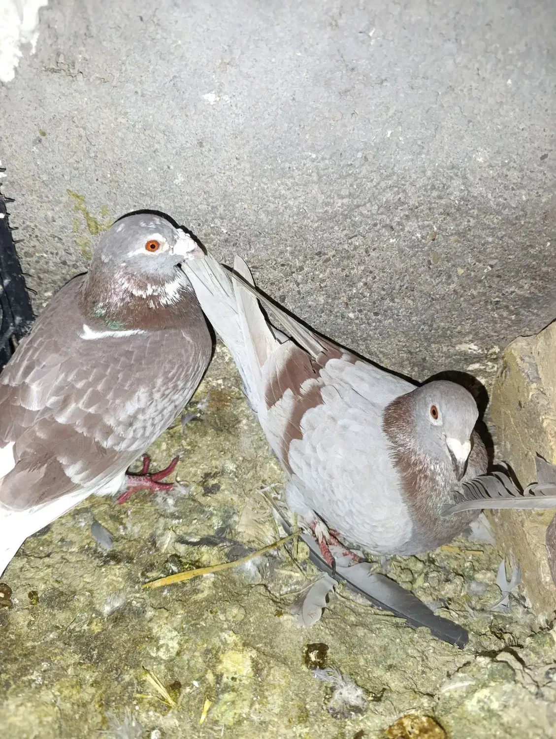 کبوتر پلاکی|پرنده|شال, |دیوار