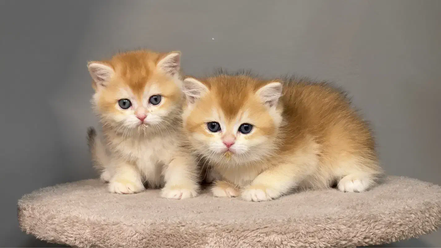 گربه بیریتش واسکاتیش گلد|گربه|تهران, باغ فیض|دیوار