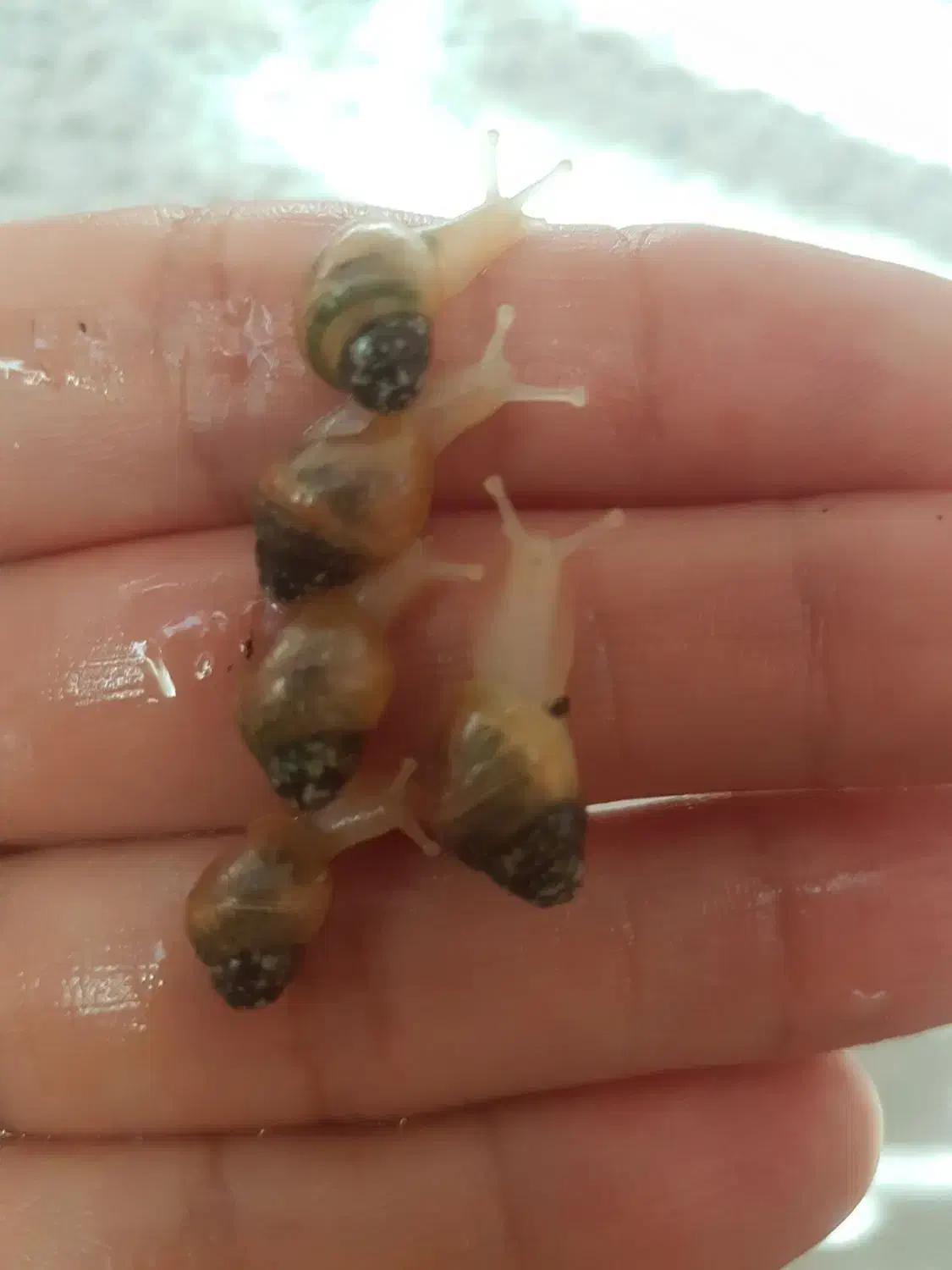 حلزون دونه ای ۲۰|خزنده|تهران, صاحب الزمان|دیوار