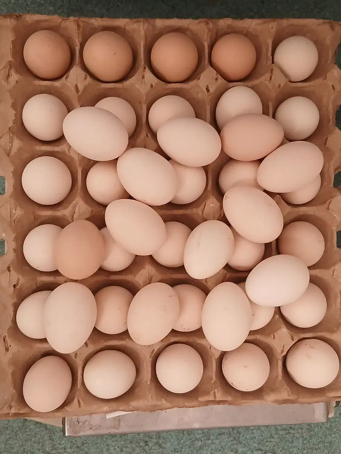 تخم مرغ تازه کوشین و مرندی|حیوانات مزرعه|خان ببین, |دیوار