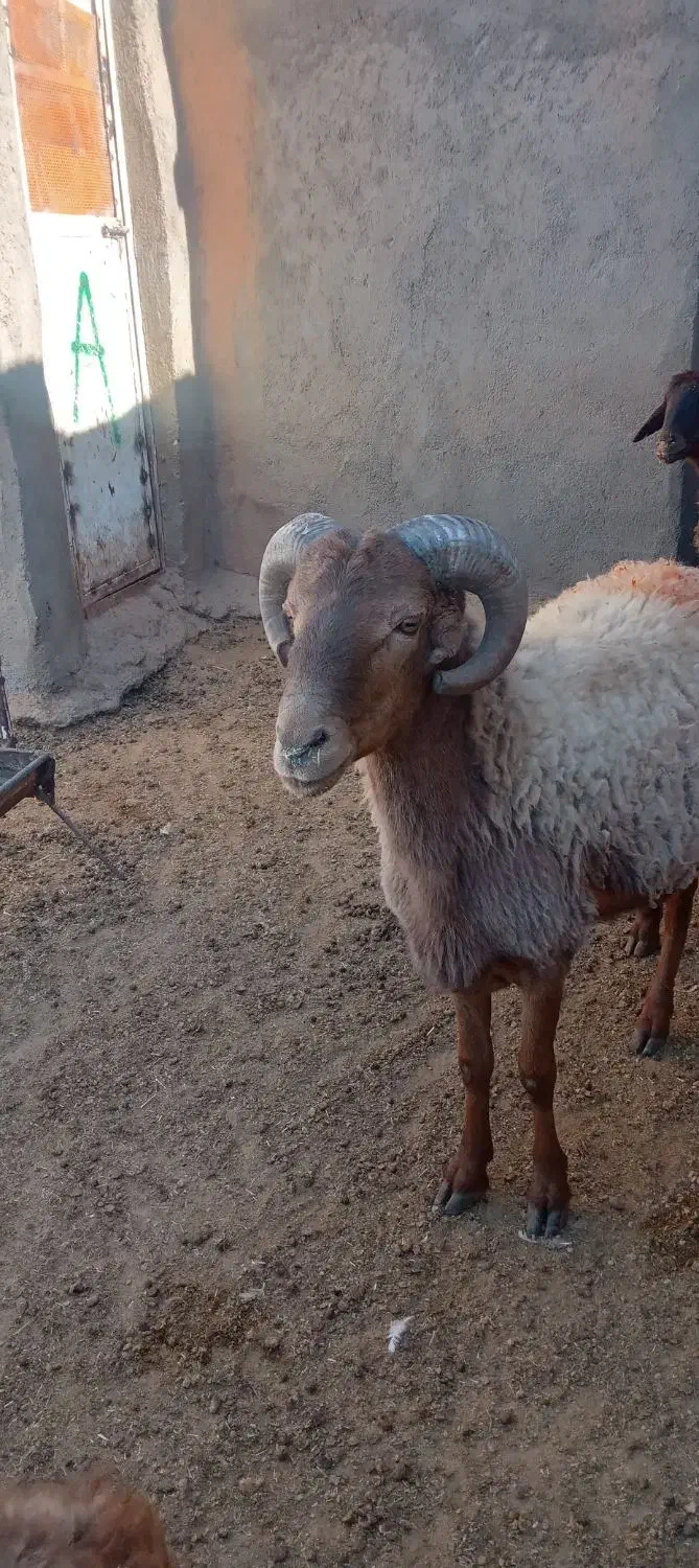 قوچ جوان چهار دندان به شرط برای نگه داری خوبه|حیوانات مزرعه|تربت جام, جامرود|دیوار