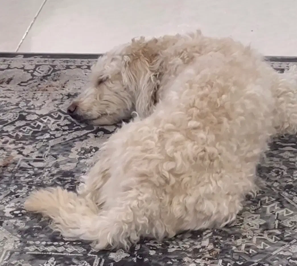 سگ پودل گمشده|حیوانات|کرج, شهرک اوج|دیوار