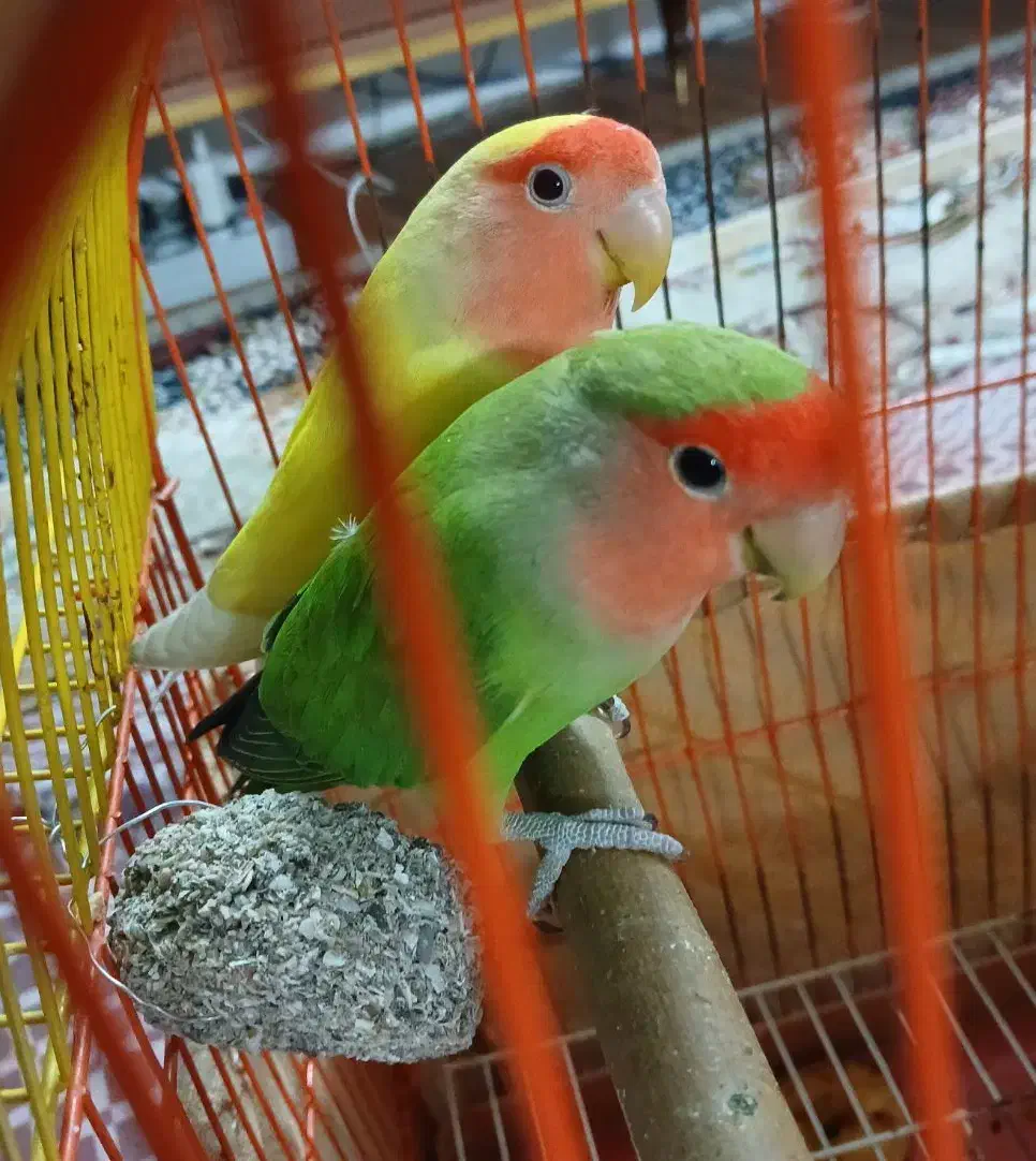 دو عدد طوطی برزیلی صورت هلویی تخم گذار|پرنده|تهران, امام زاده عبدالله|دیوار