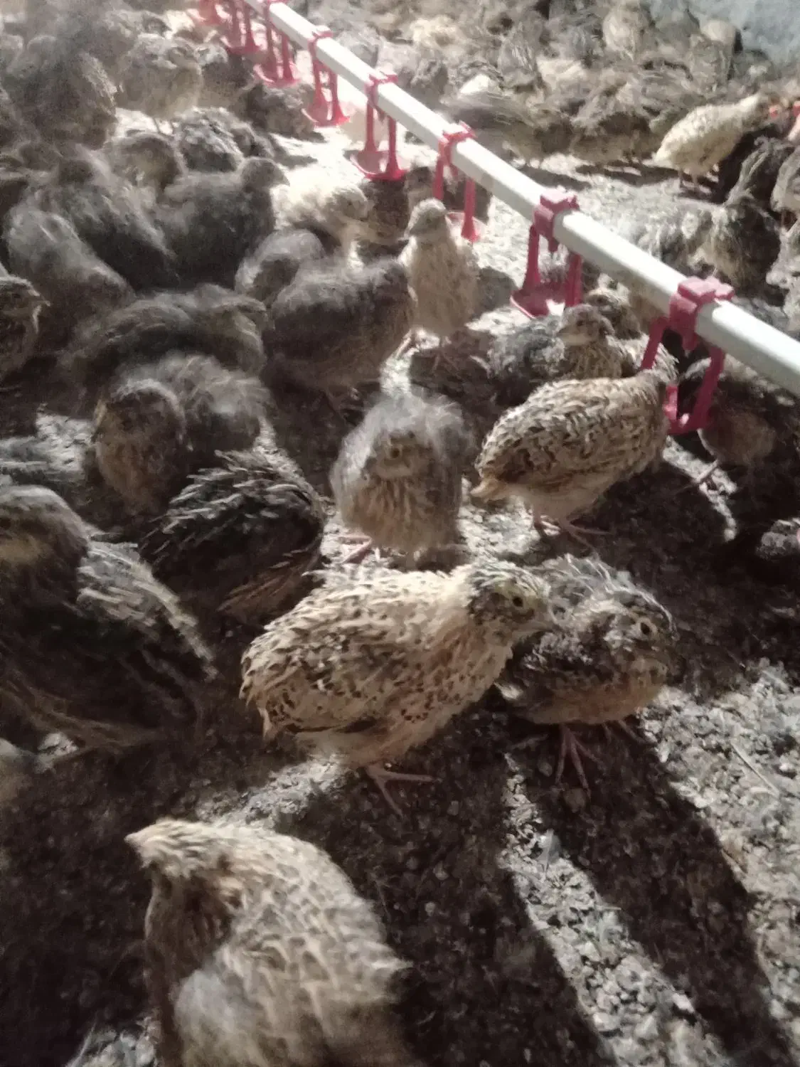 فروش بلدرچین اصل وارمین|حیوانات مزرعه|اطاقور, |دیوار