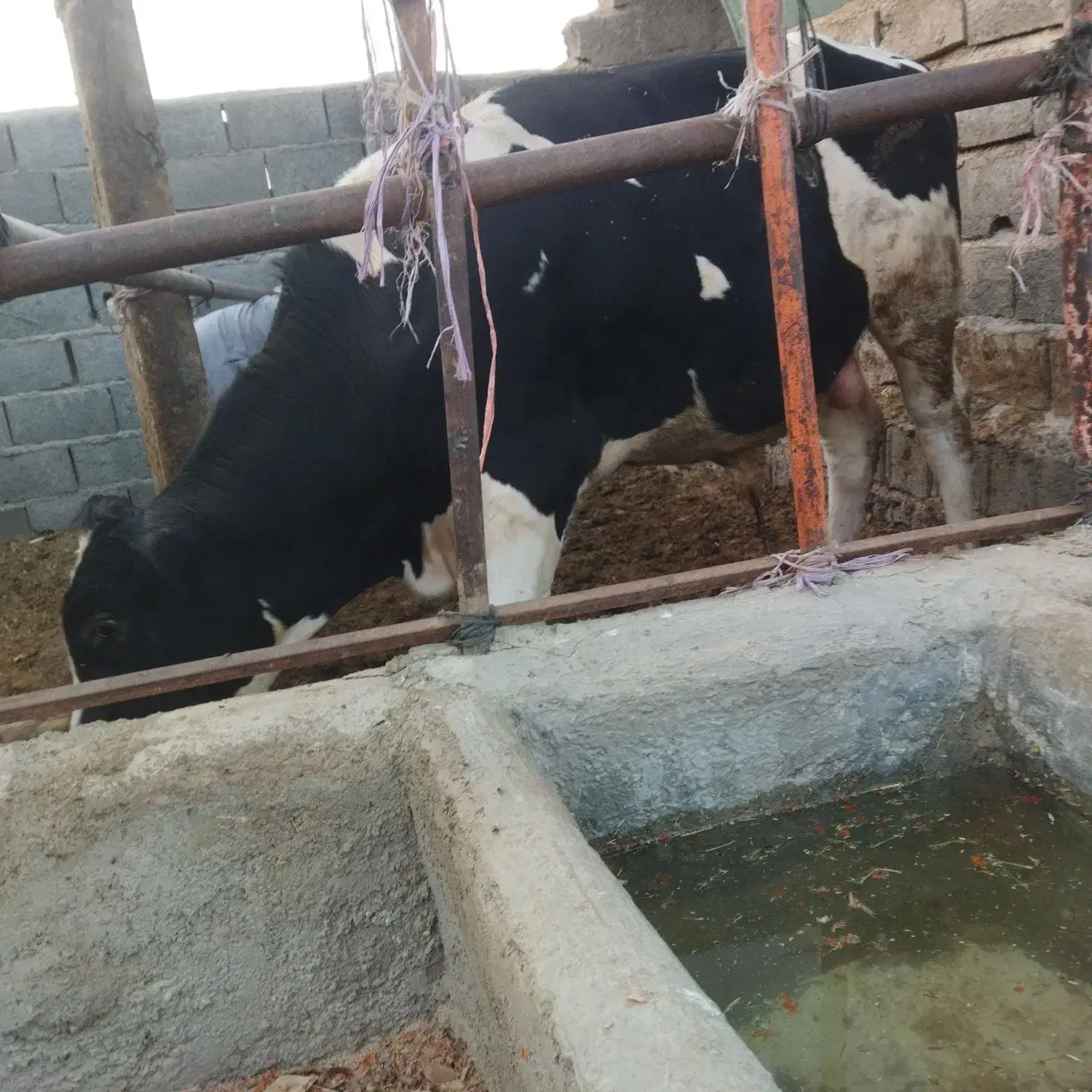 گوساله نر|حیوانات مزرعه|جغتای, |دیوار