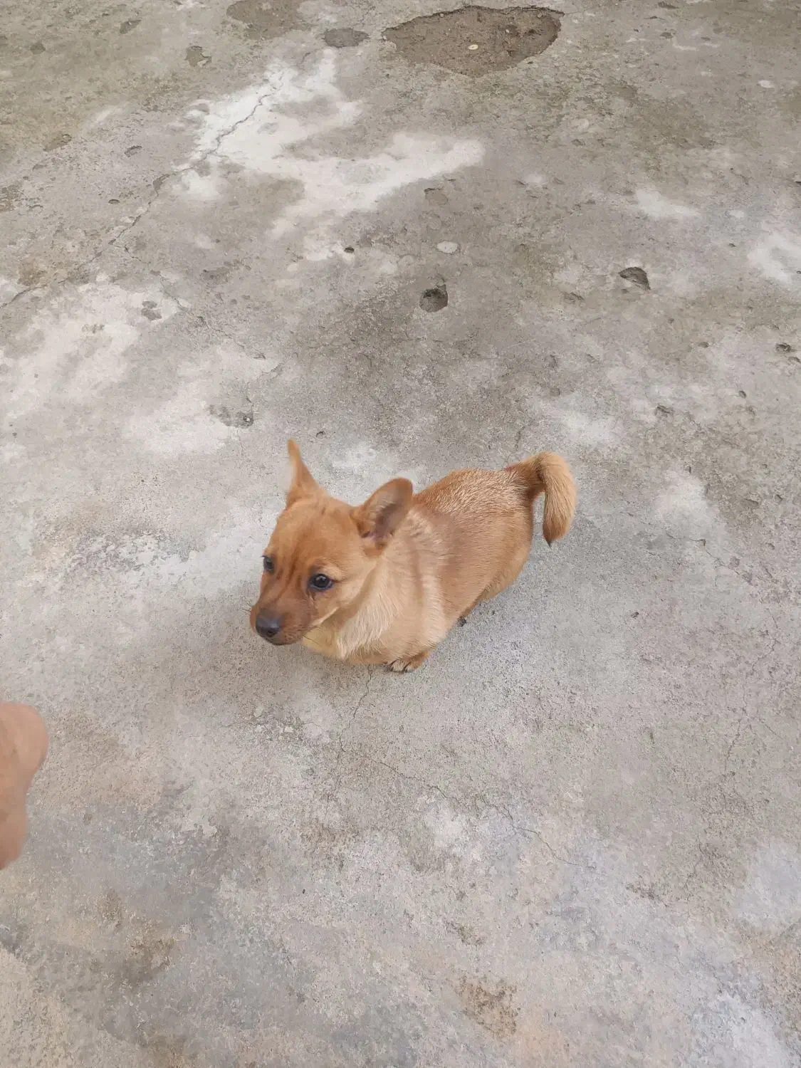 سگ ماده|سگ|مشهد, کارگران|دیوار