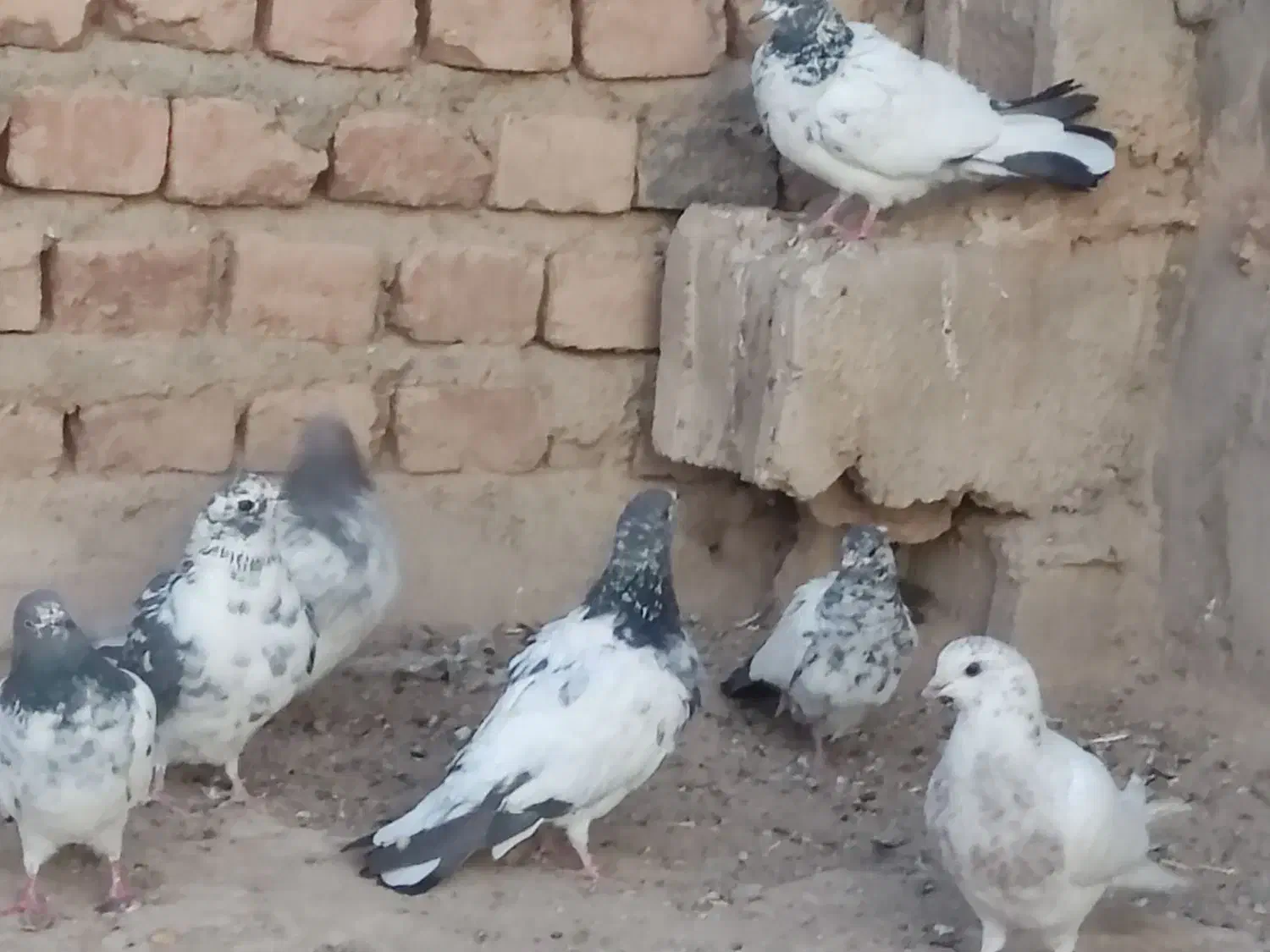 تهرانی به شرط|پرنده|میرجاوه, |دیوار