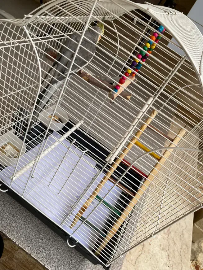 عروس هلندی سخنگو|پرنده|رشت, باهنر|دیوار