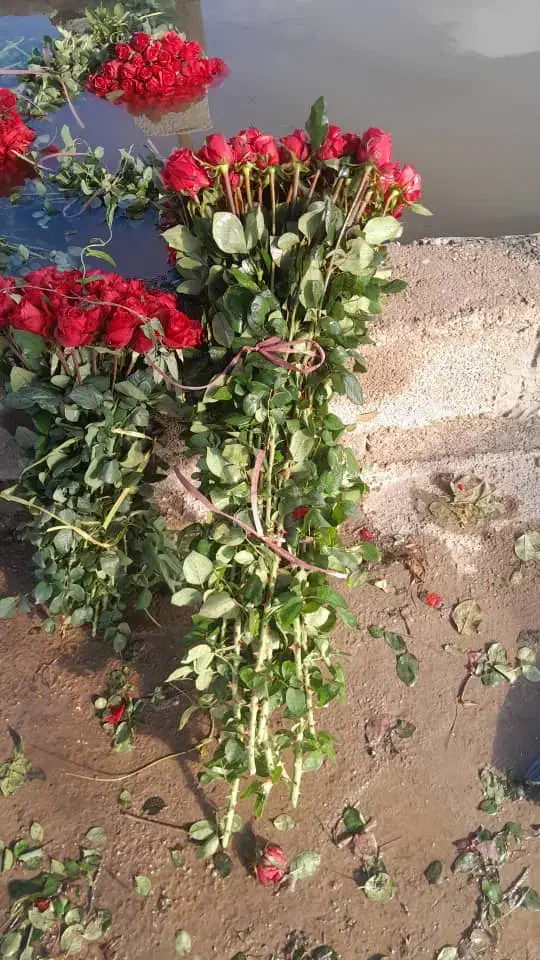 گل رز|گل و گیاه طبیعی|تهران, شهرک فردوس (حسینی)|دیوار