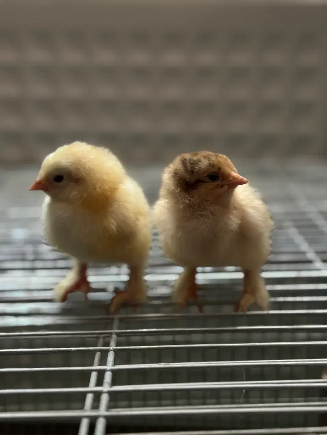 جوجه برهما زینتی|حیوانات مزرعه|اصفهان, ارغوانیه|دیوار