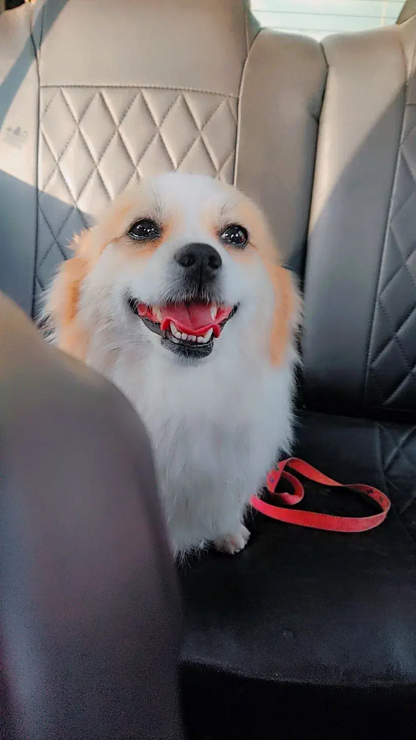 سگ پامر|سگ|شیراز, رکنآباد|دیوار