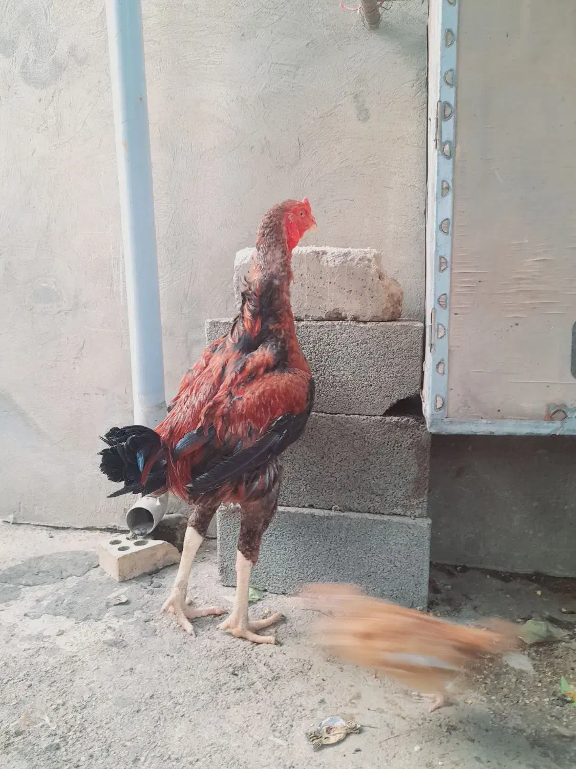 خروس لاری افغان|حیوانات مزرعه|تاتار علیا, |دیوار