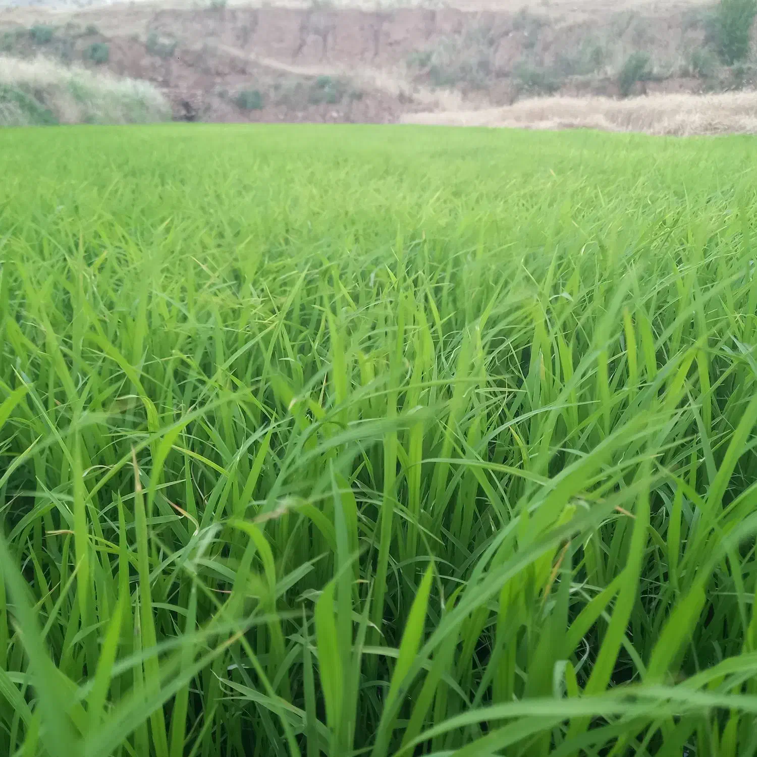 برنج‌شمشیری|خوردنی و آشامیدنی|ایلام, |دیوار