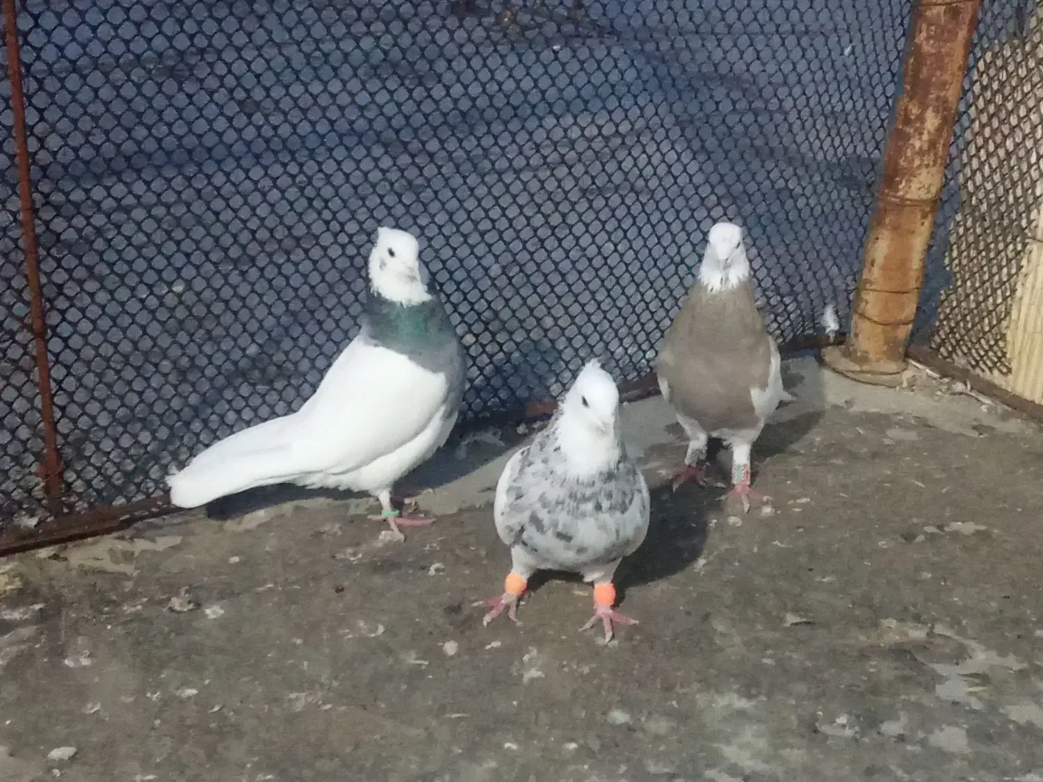 کبوترطوقی|پرنده|دهلران, |دیوار