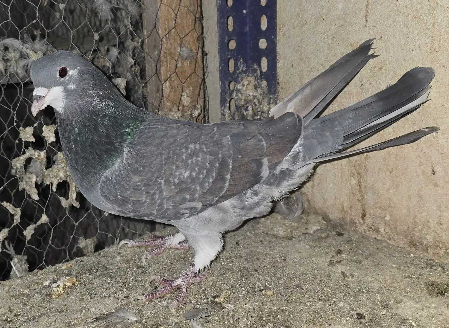 کبوتر|پرنده|خمینیشهر, |دیوار