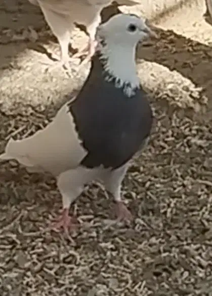 طوقی|پرنده|فامنین, |دیوار