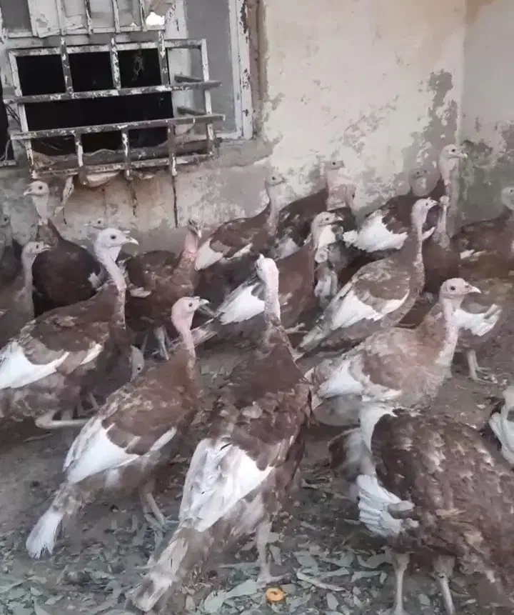 بوقلمون نر  بوربون قرمز|حیوانات مزرعه|امیدیه, |دیوار