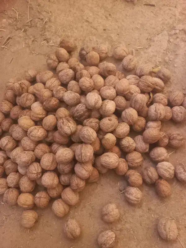 گردو|خوردنی و آشامیدنی|ماهنشان, |دیوار