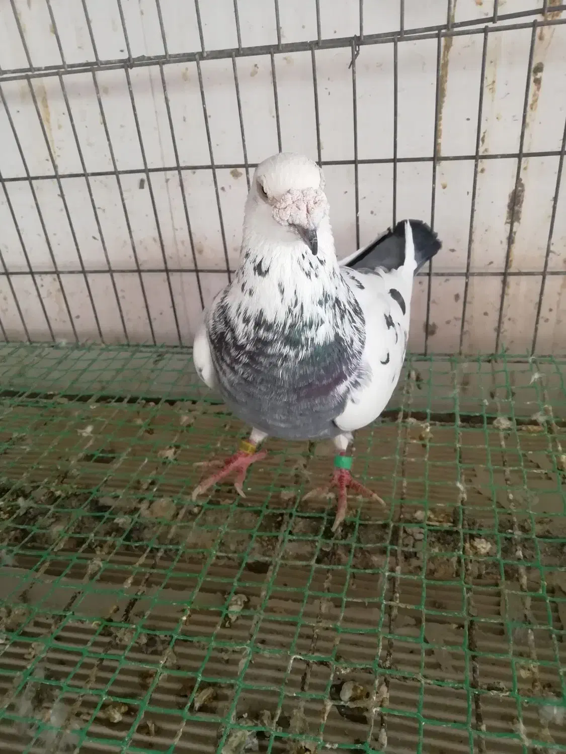 کبوتر استثنایی نر|پرنده|خسروشاه, |دیوار