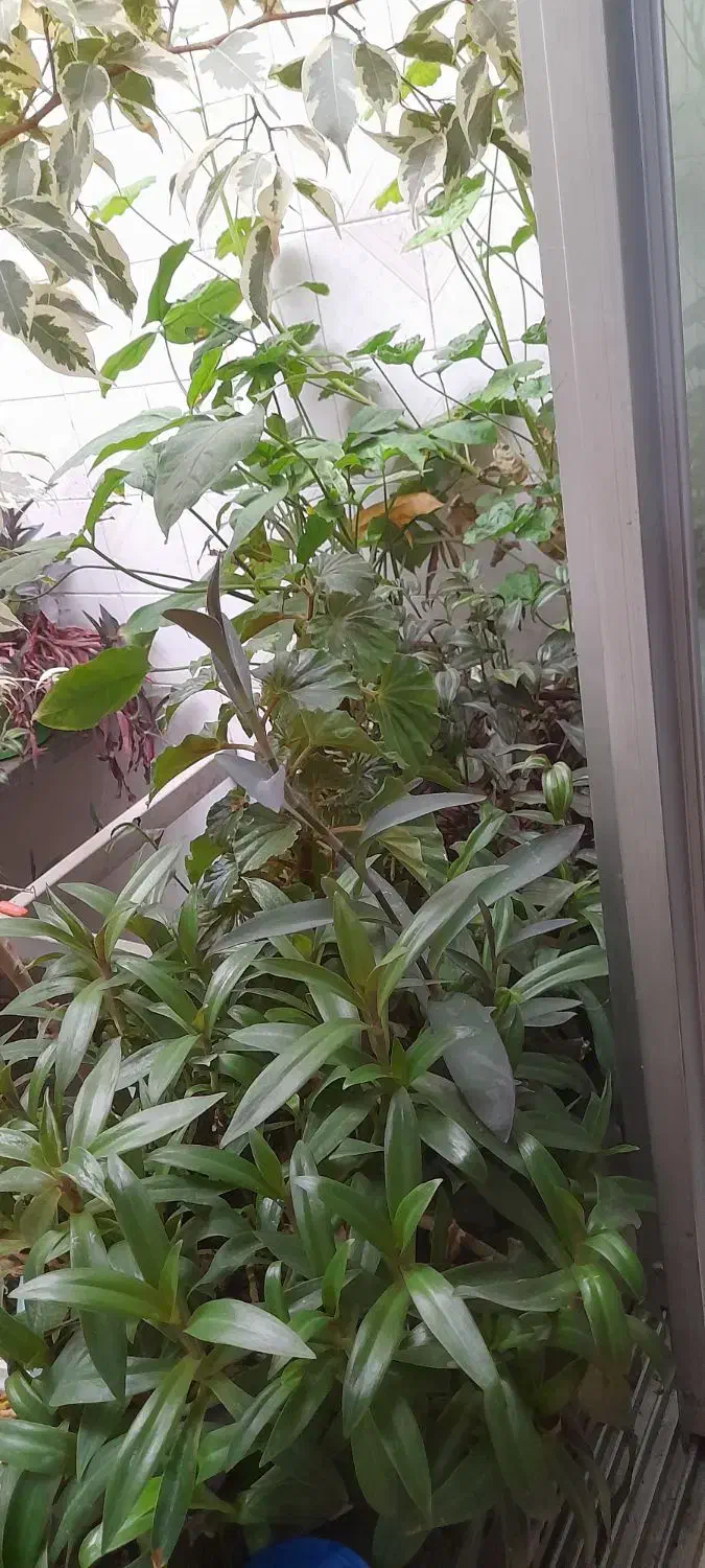 تعدادی گل|گل و گیاه طبیعی|بجنورد, |دیوار