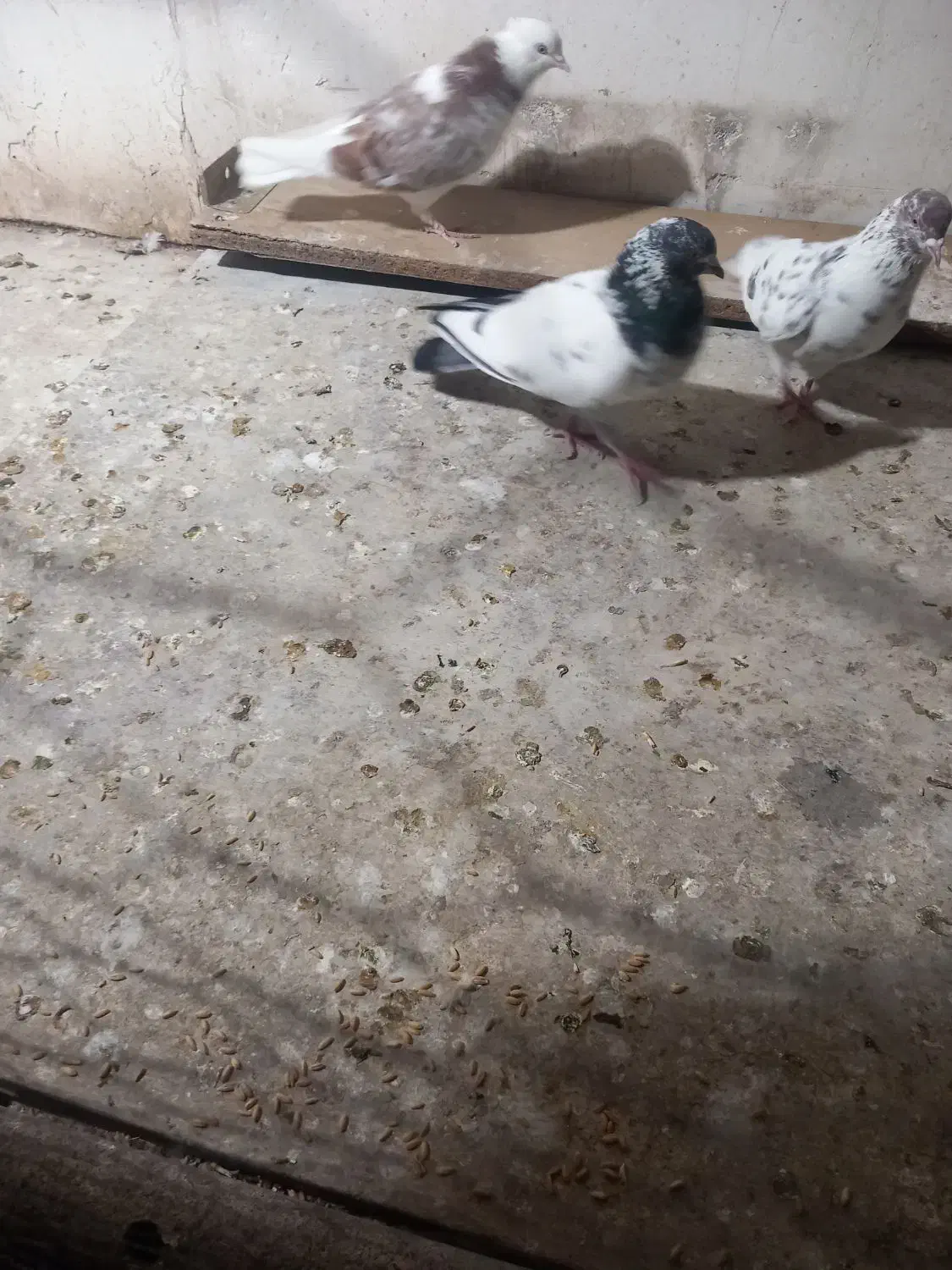 کفتر|حیوانات|قم, نیروگاه|دیوار