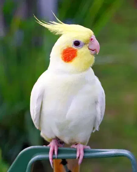 عروس هلندی|پرنده|آستانه اشرفیه, |دیوار