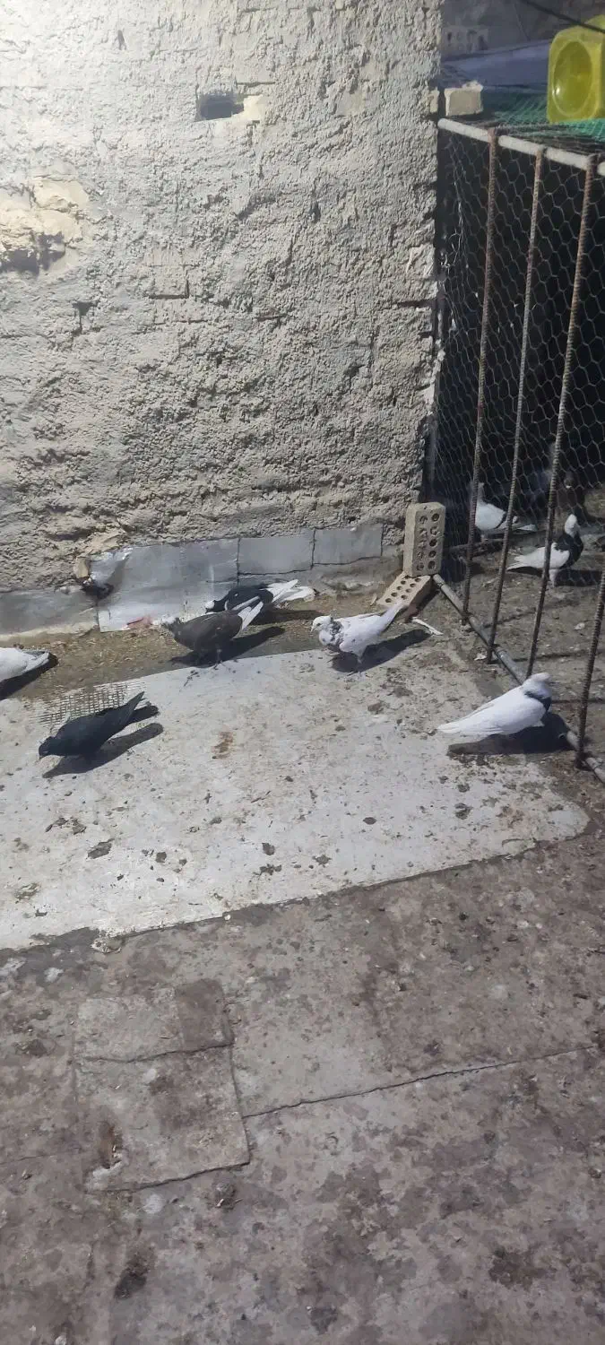 یه دم سرخ و پا بلند کبوتر درجه یک بقیه همه نر|پرنده|کارون, |دیوار