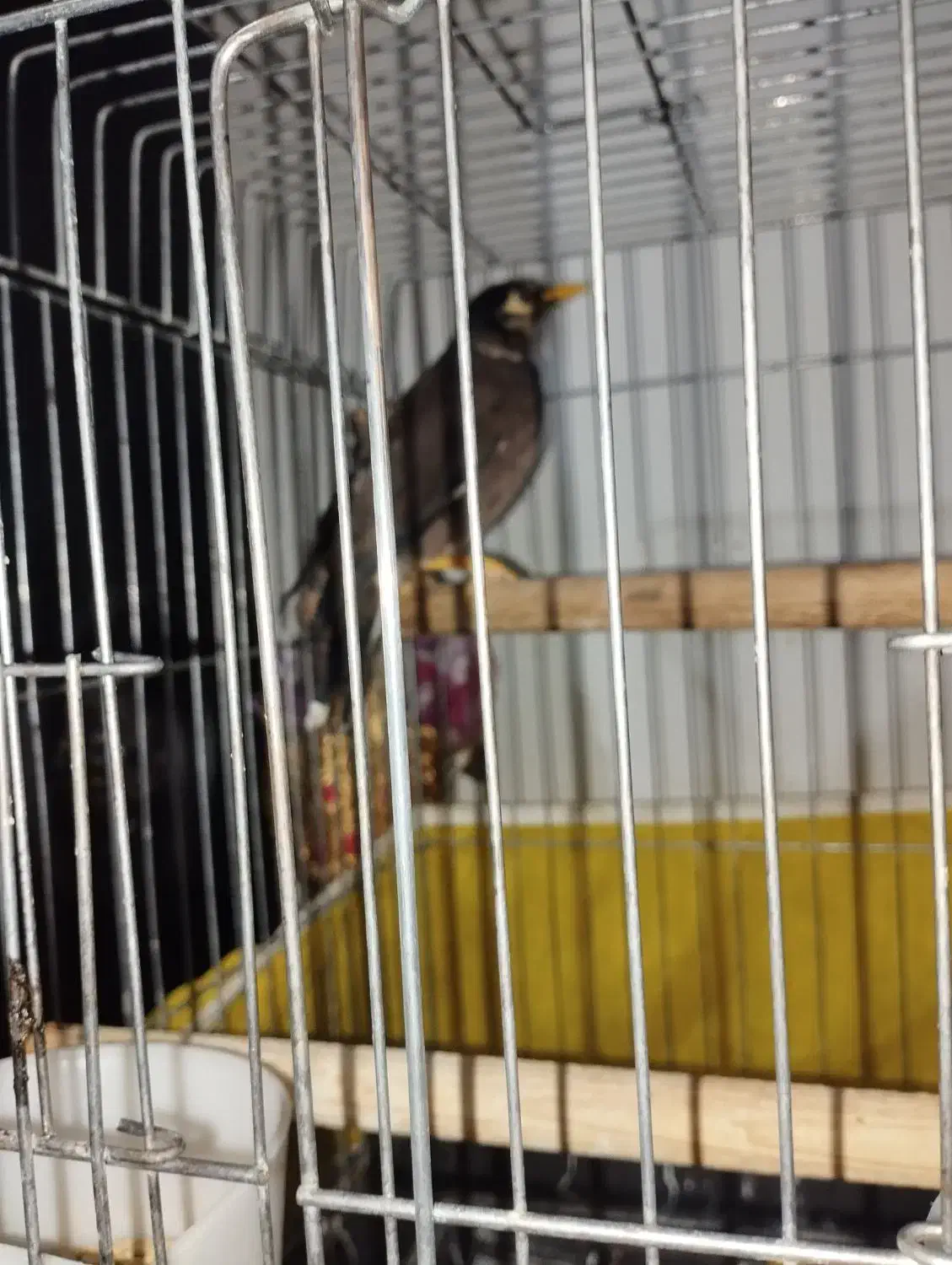 مینا سخنگو|پرنده|پاکدشت, پاکدشت (مامازند)|دیوار