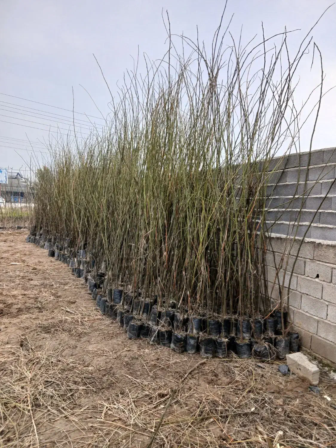 فروش زیتون(سنجد) تلخ|حراج|سورک, |دیوار