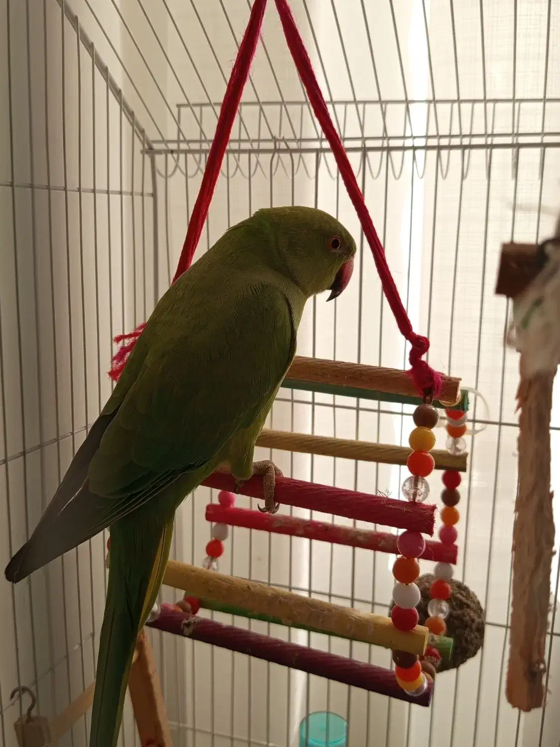 طوطی ملنگو سبز|پرنده|رستم‌آباد, |دیوار