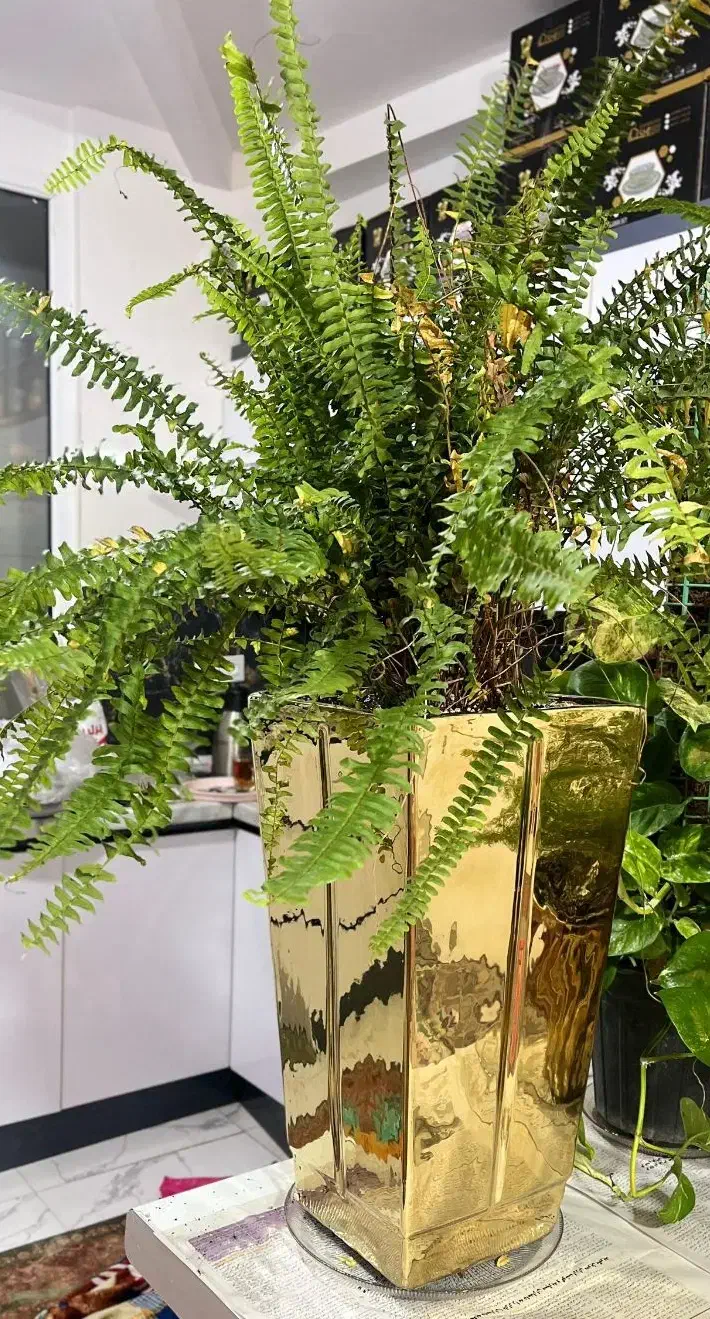 گلدان|گل و گیاه طبیعی|پاکدشت, پاکدشت (مامازند)|دیوار