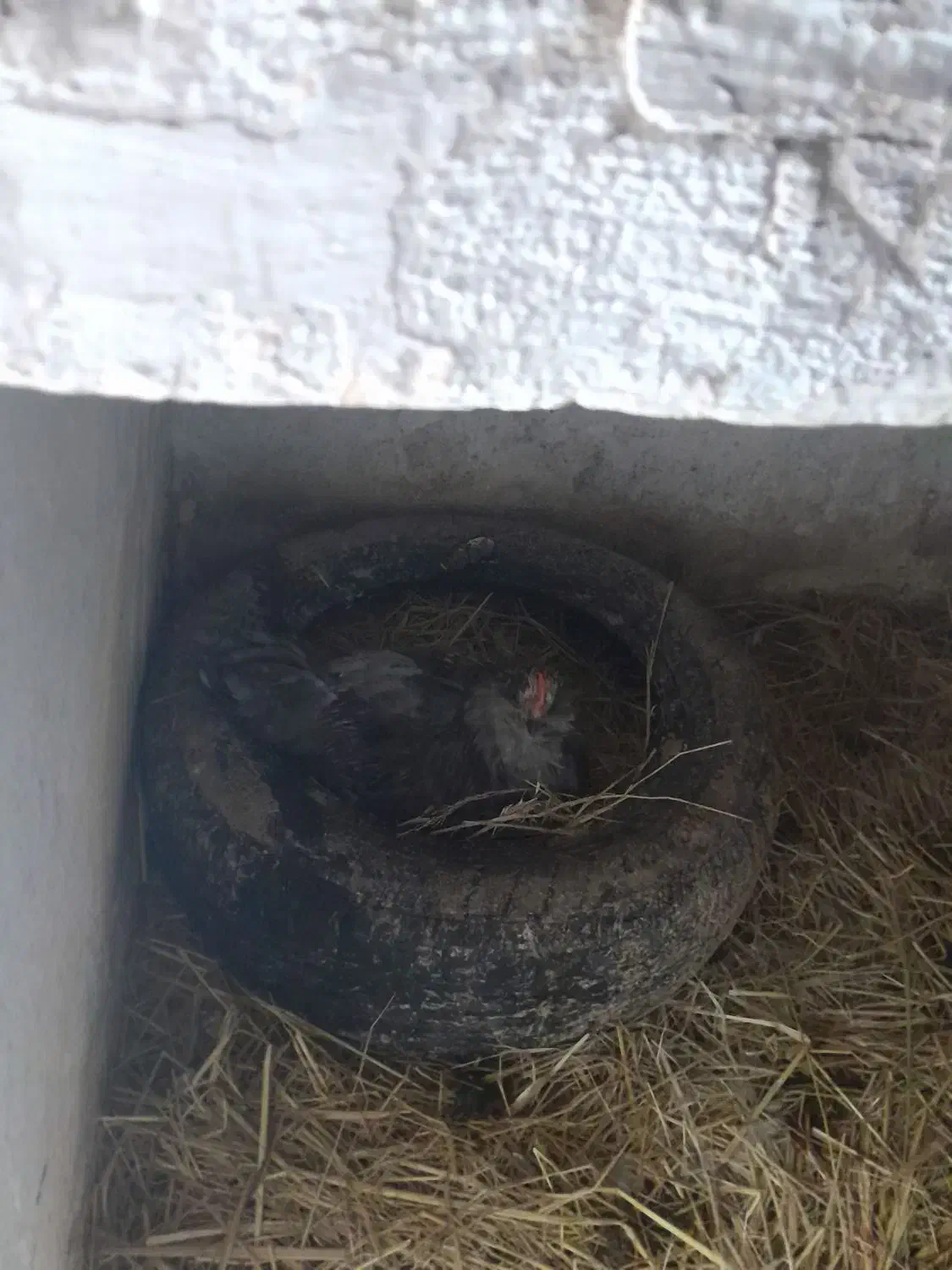 جوجه برهما|حیوانات مزرعه|رشت, جانبازان|دیوار