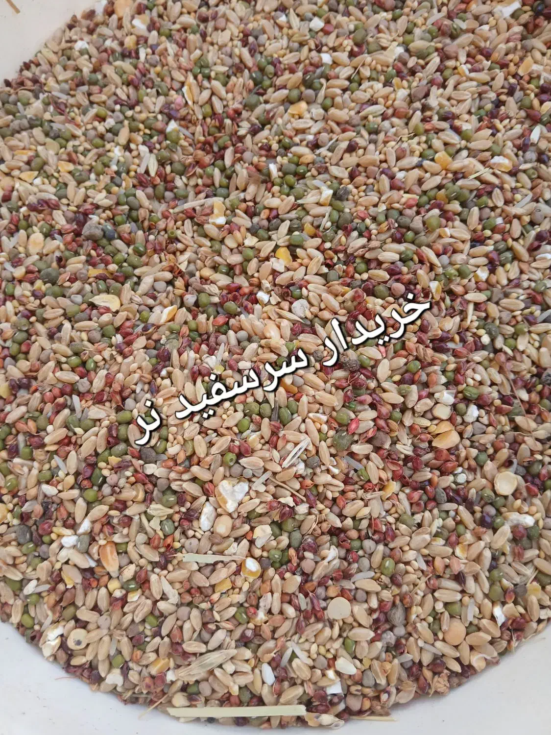 کبوتر گم شده سرسفید نر|حیوانات|رفسنجان, |دیوار