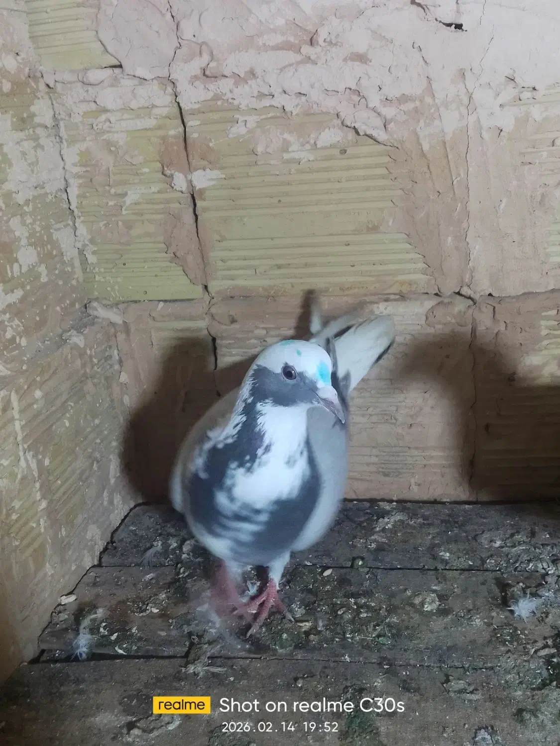 آبی عرب|پرنده|سراجو, |دیوار