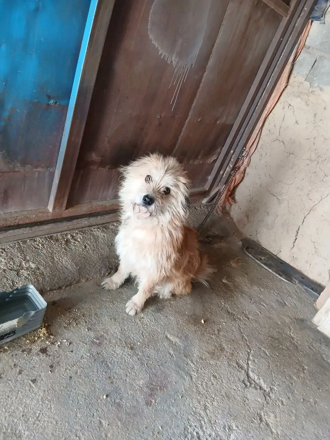 سگ شوتیز|سگ|کرفتو, |دیوار