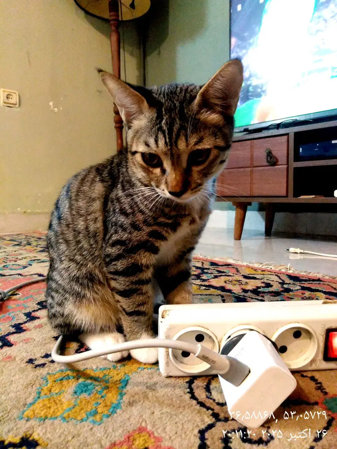 واگزاری رایگان بچه گربه نر|گربه|ساری, |دیوار