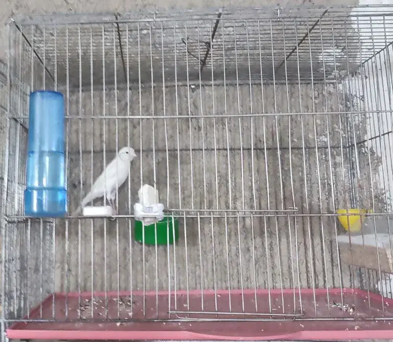 قناری سفید و طلایی و سرخ|پرنده|شیراز, محراب|دیوار