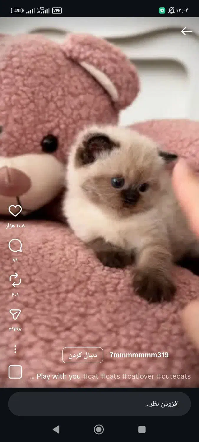 قشنگ|گربه|بجنورد, |دیوار