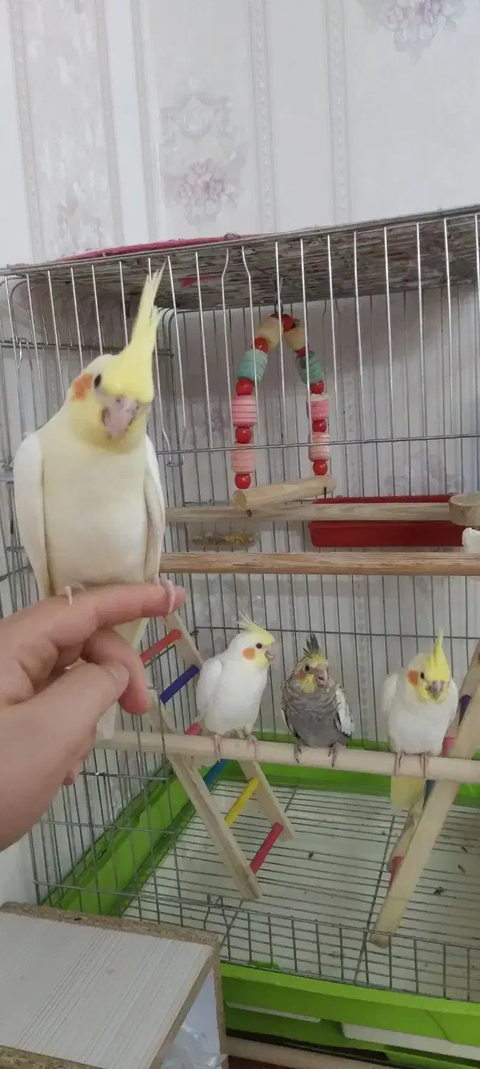 جوجه عروس هلندی|پرنده|بروجرد, |دیوار