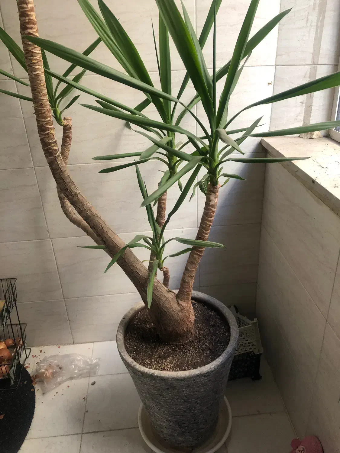 یوکا|گل و گیاه طبیعی|ملارد, |دیوار